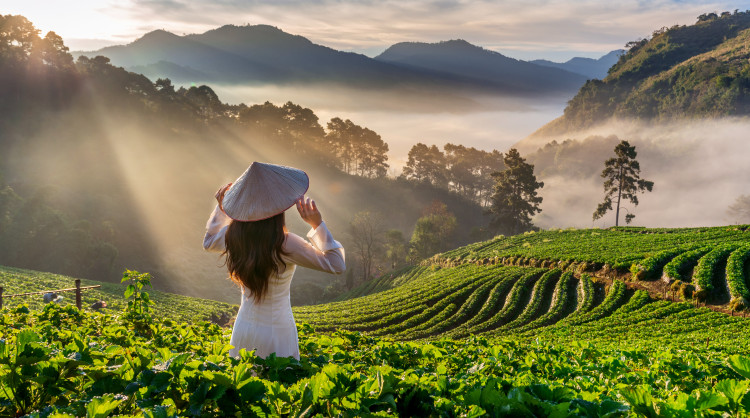 asian woman wearing vietnam culture traditional strawberry garden doi ang khang chiang mai thailand